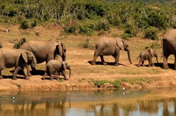elephant-herd-of-elephants-african-bush-elephant-africa-59989